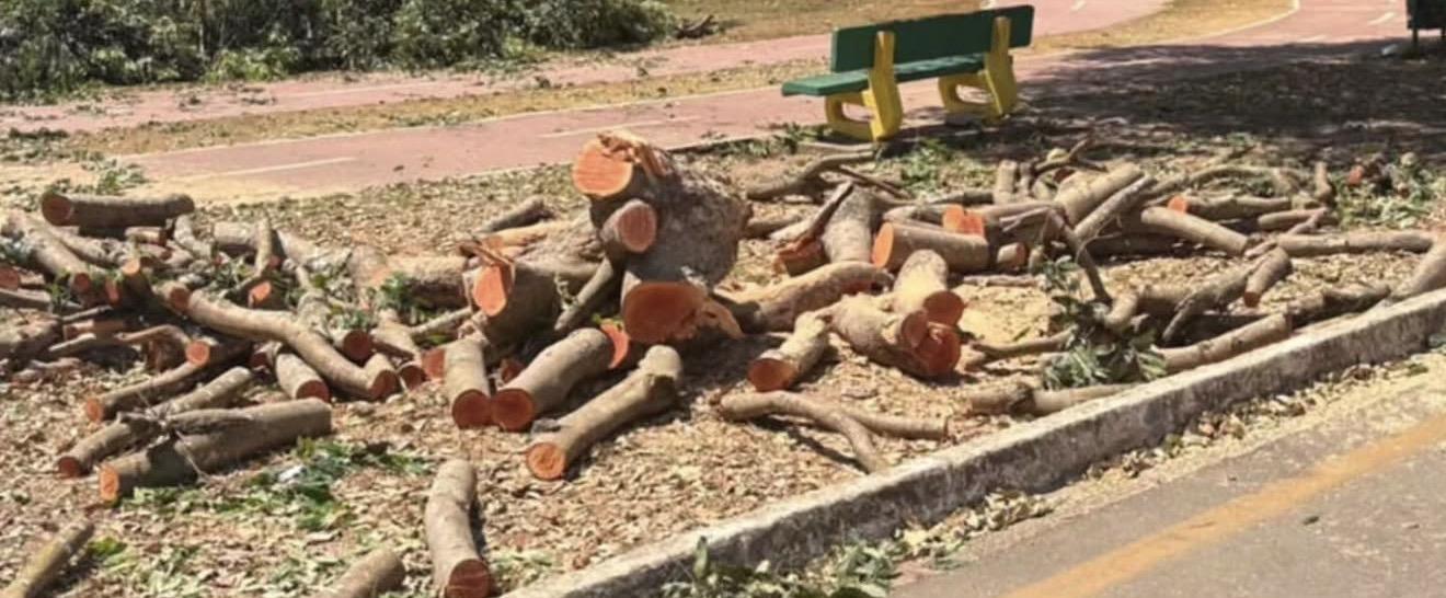 Corte de árvores próximo ao aeroporto de Marabá gera revolta e questionamentos