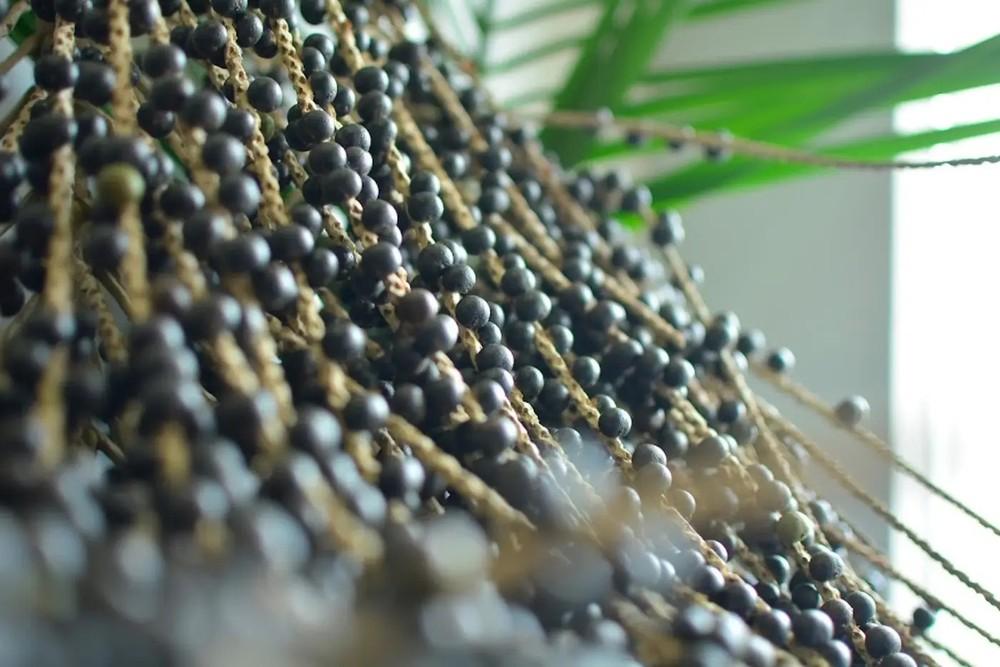Pesquisa no Pará decodifica genoma do açaí e pode aumentar produção do fruto