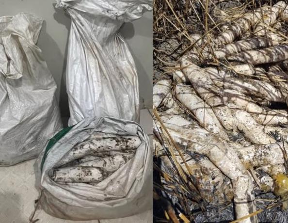 Polícia Militar apreende grande quantidade de explosivos em Curionópolis após denúncia de moradores
