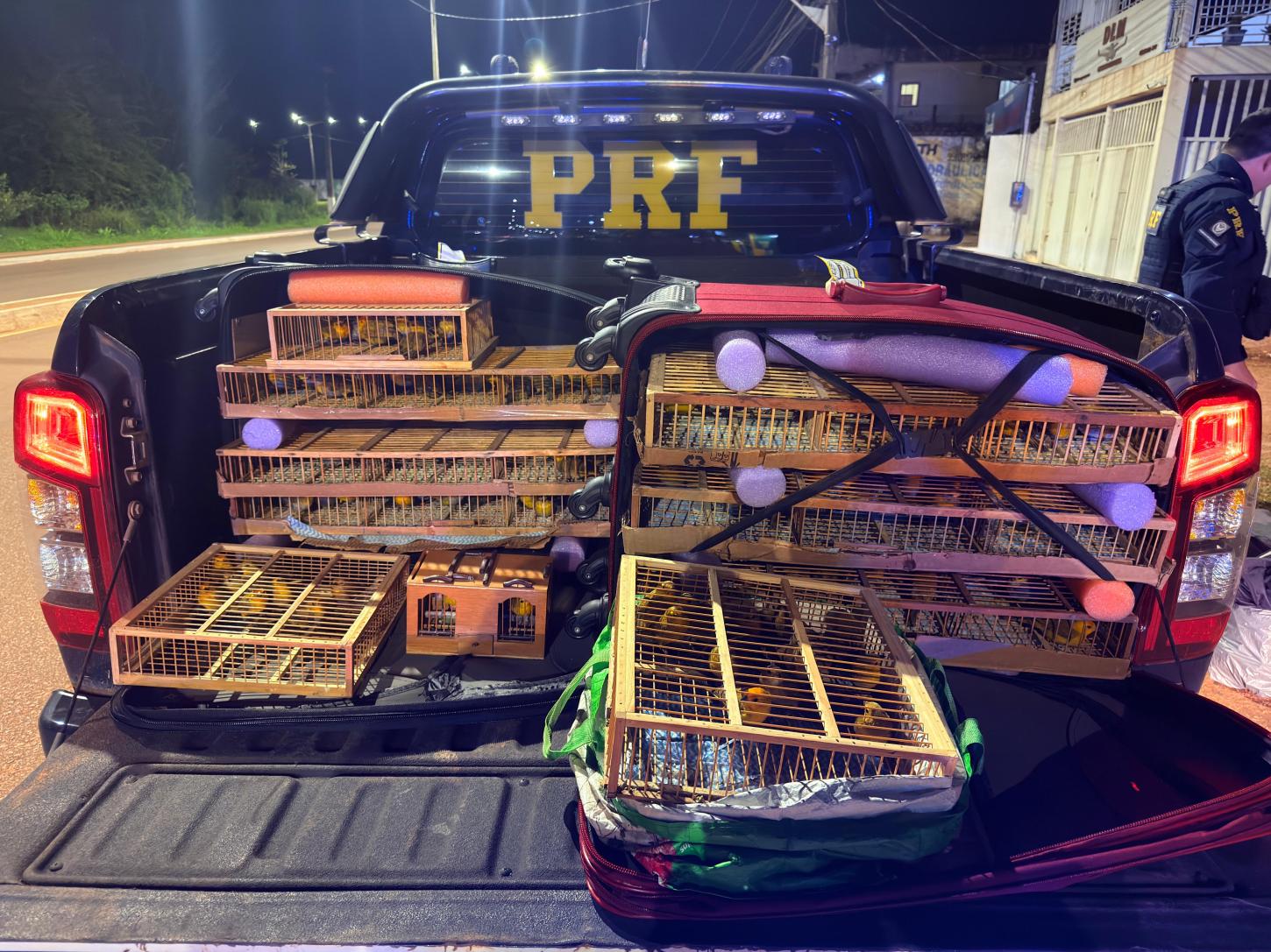PRF apreende 317 aves silvestres transportadas ilegalmente na BR-163, em Santarém