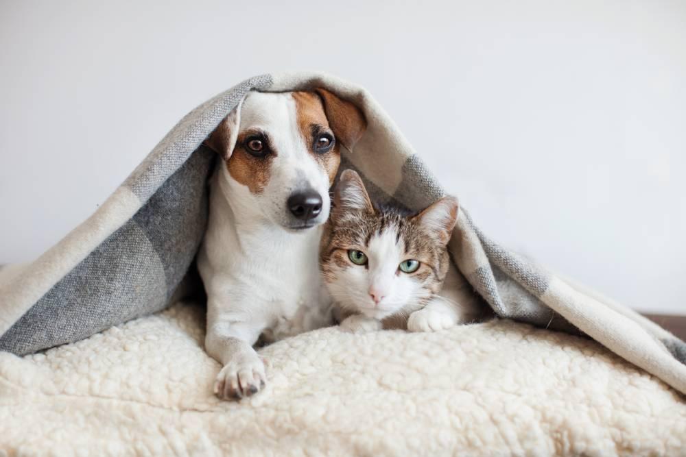 STF reforça dever das prefeituras na proteção de cães e gatos