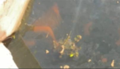 VÍDEO CHOCANTE: Tragédia deixa dois mortos em São Miguel do Guamá; corpos achados em igarapé