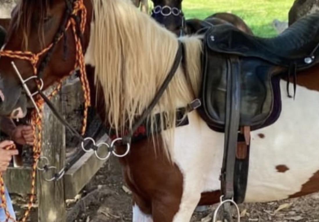 Após ter cavalo roubado, dono oferece R$ 800 de recompensa em Parauapebas