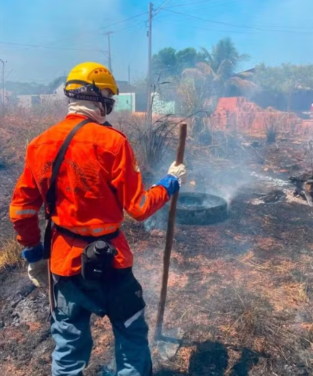 Filhote de cachorro é encontrado carbonizado após queimada em terreno baldio no TO