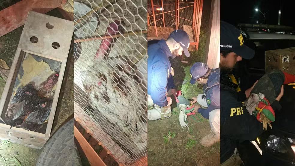 Galos usados em rinhas são resgatados pela PRF na BR-230 em Altamira