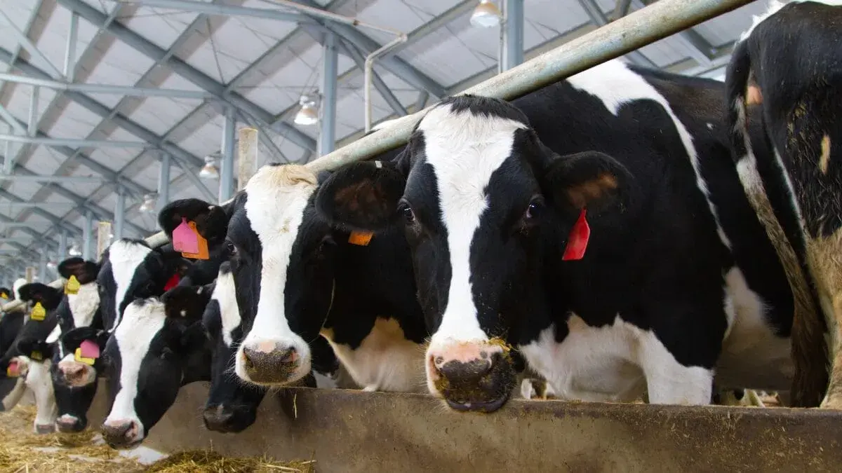 Itupiranga ocupa 3º lugar entre municípios do Norte com maior número de vacas ordenhadas