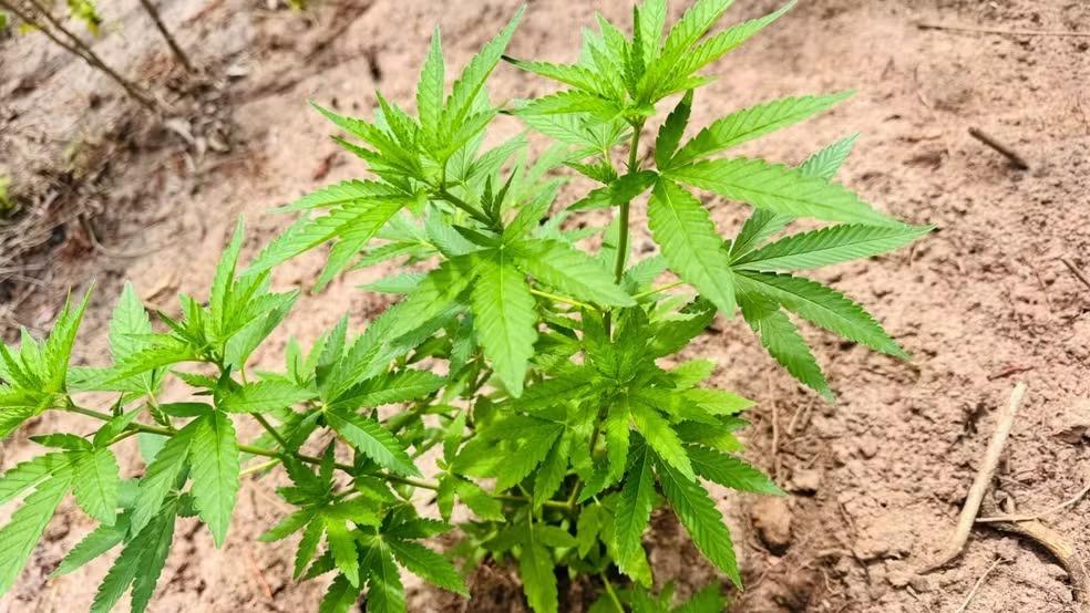 Mãe do Rio e São Francisco do Pará têm mais de 1,7 mil pés de maconha encontrados pela PM