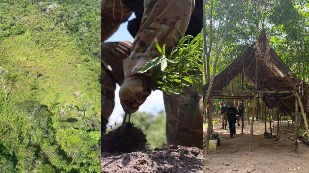 PF destrói plantios de maconha em Nova Esperança do Piriá, Cachoeira do Piriá, Garrafão do Norte e Capitão Poço