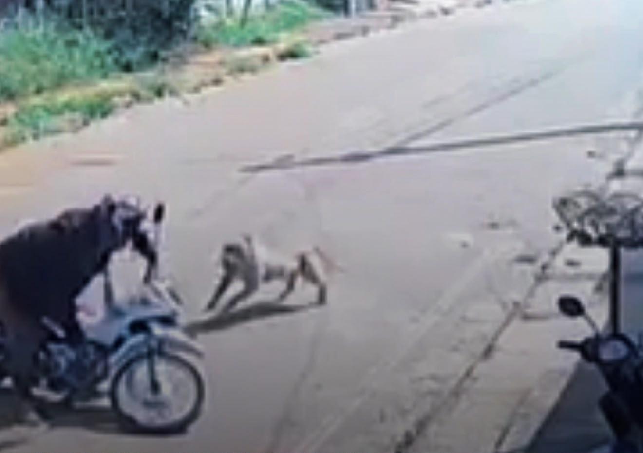 Pitbull ataca mulher e causa pânico em Parauapebas