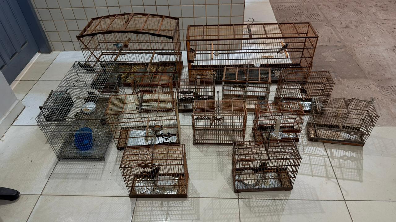 PM resgata 19 pássaros e encontra cães em situação de maus-tratos em Marabá 