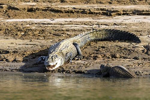 Ataque de jacaré deixa pescador gravemente ferido no Pará