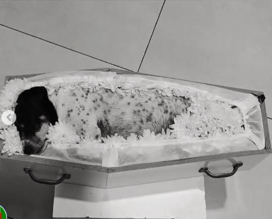Cachorrinha é velada junto com família que morreu em acidente na BR-163