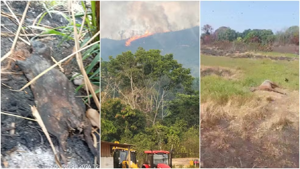 Incêndios atingem terra indígena Apyterewa no Pará