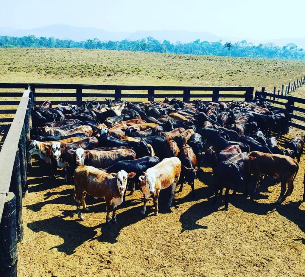 MP denuncia seis PMs por furto de mais de 400 cabeças de gado no Pará