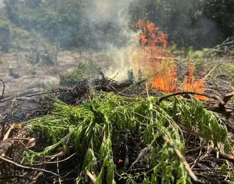 PF destrói 2,9 mil pés de maconha e prende homem em plantação em Concórdia do Pará