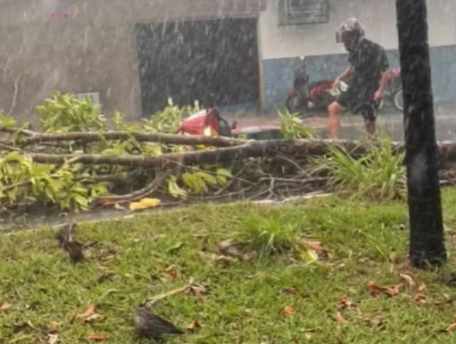 Chuva e ventos fortes derrubam árvores e causam estragos em Araguaína