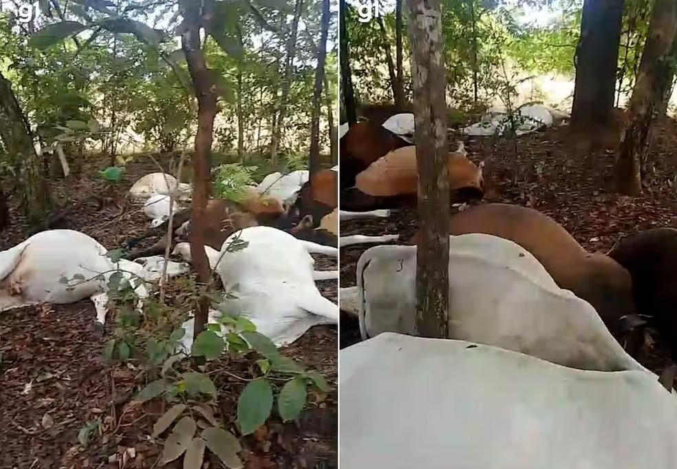 Gado morre atingido por raio em fazenda no Tocantins