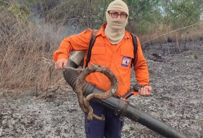 Jiboia morre carbonizada durante incêndio em área de vegetação em Palmas