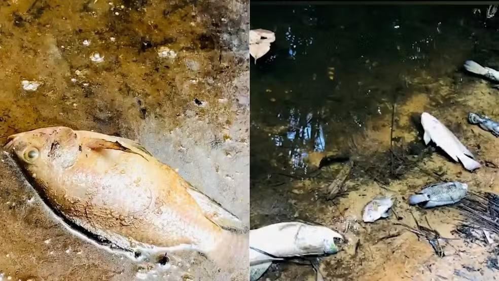 Peixes mortos na zona rural de São Luís geram alarme de contaminação