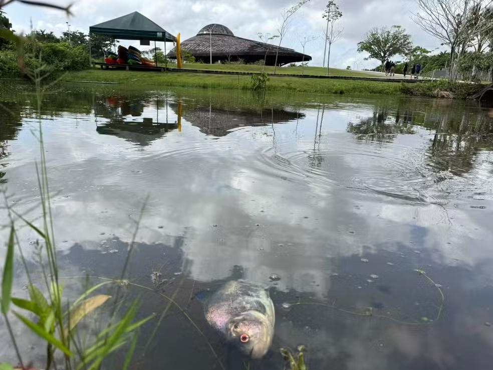 Peixes mortos no Parque do Utinga: calor pode ser a causa