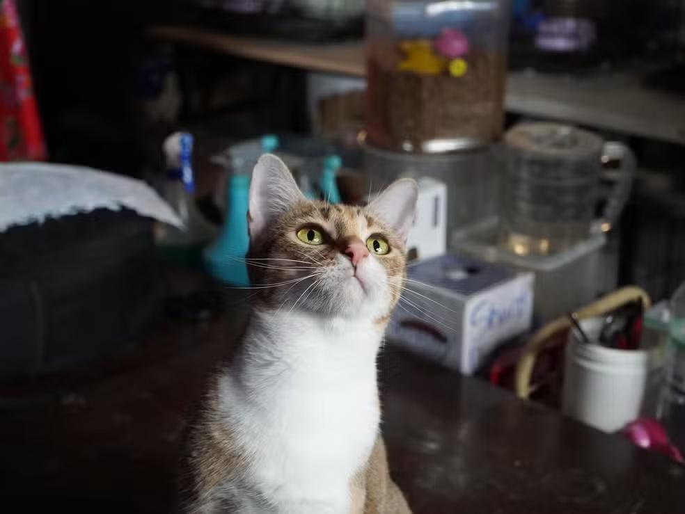 Polícia do Vietnã desmantela rede suspeita de tráfico de gatos