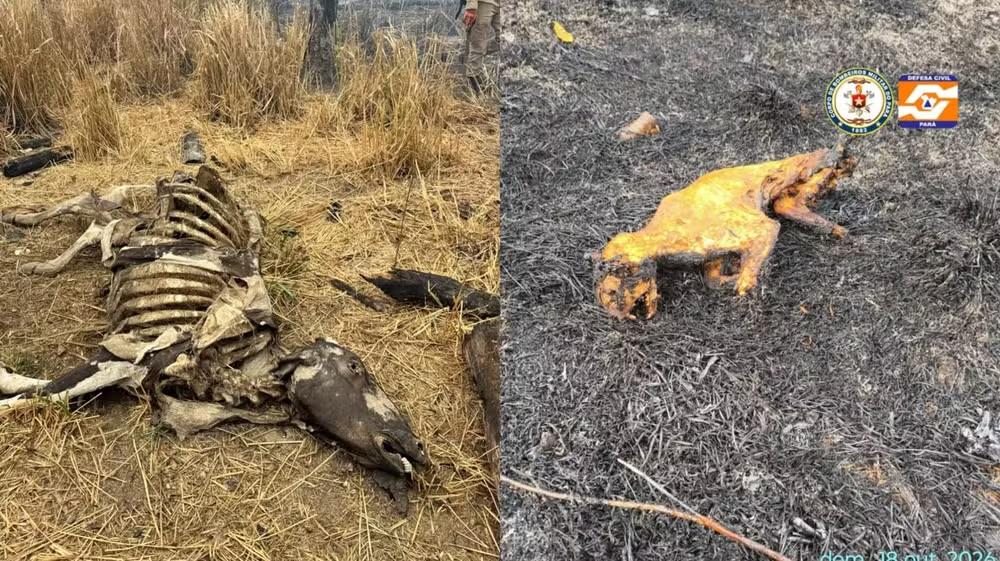Queimadas deixam animais mortos em Santarém e Belterra