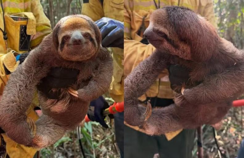 Queimadas e seca levam bichos-preguiça a buscar socorro no oeste do Pará
