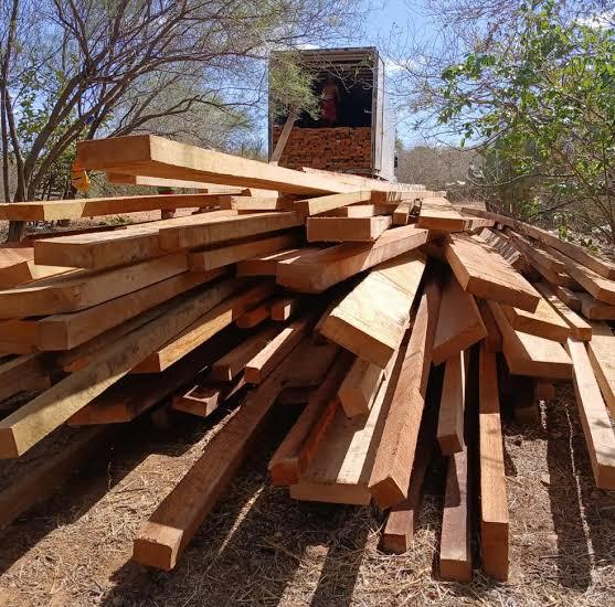 Sua casa foi construída com crime? O rastro da madeira ilegal no Pará