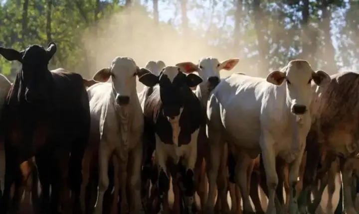 Agro do Pará ganha força no exterior, com São Félix do Xingu e Novo Repartimento puxando a pecuária