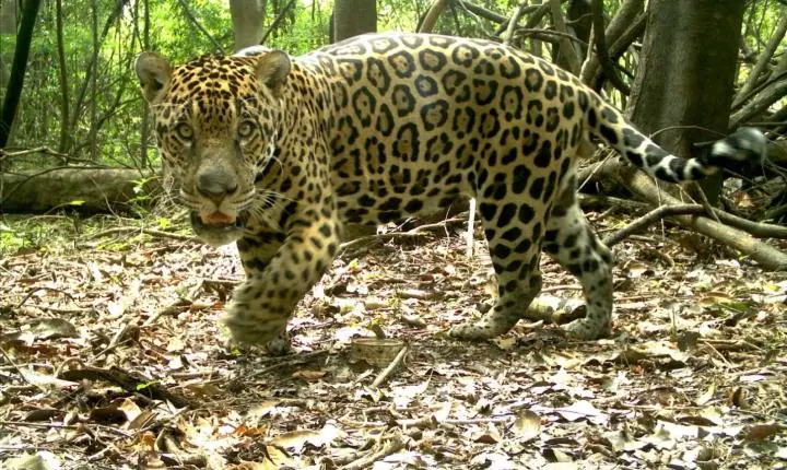 Alta densidade de onças na Amazônia esconde queda de fêmeas e preocupa pesquisadores