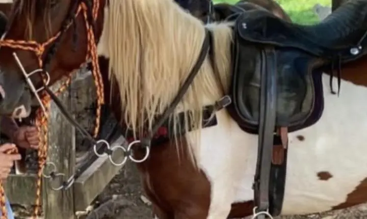 Após ter cavalo roubado, dono oferece R$ 800 de recompensa em Parauapebas
