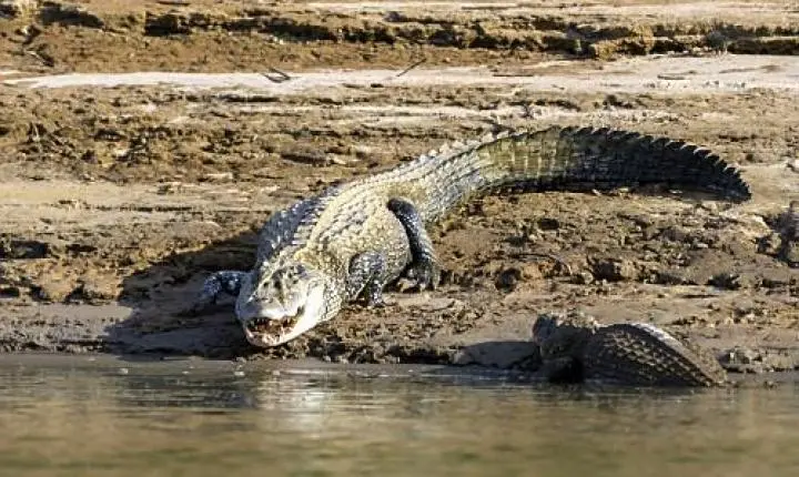 Ataque de jacaré deixa pescador gravemente ferido no Pará