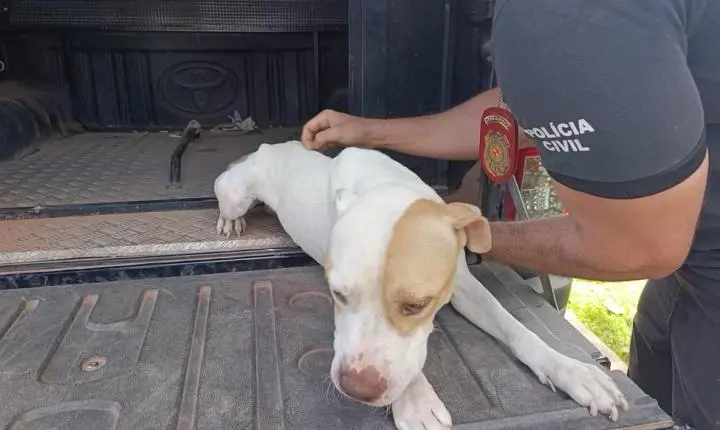 Barbeiro é preso por maus-tratos a cães em Paragominas