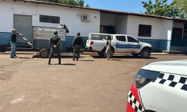 Cavalos são resgatados após denúncia de maus-tratos em Santarém