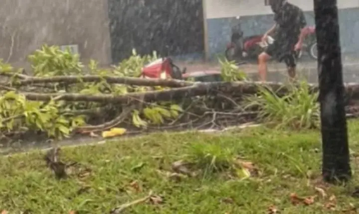 Chuva e ventos fortes derrubam árvores e causam estragos em Araguaína