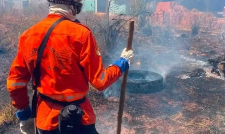 Filhote de cachorro é encontrado carbonizado após queimada em terreno baldio no TO