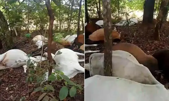 Gado morre atingido por raio em fazenda no Tocantins
