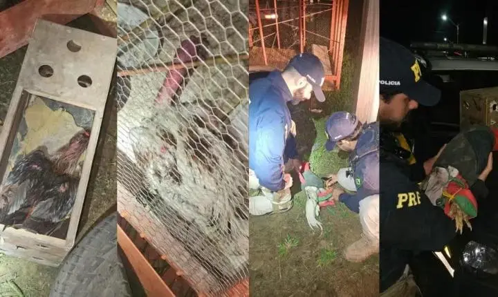 Galos usados em rinhas são resgatados pela PRF na BR-230 em Altamira