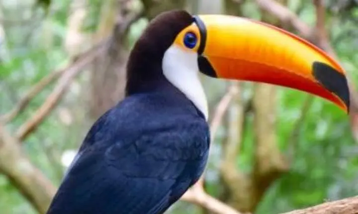 Homem é preso após matar tucano a tiros no Marajó