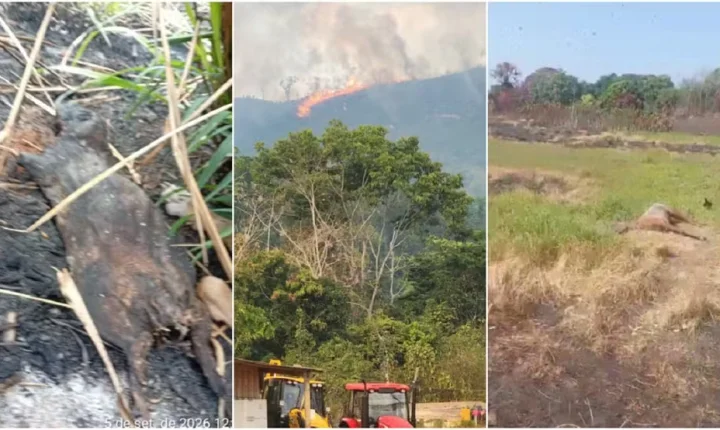 Incêndios atingem terra indígena Apyterewa no Pará