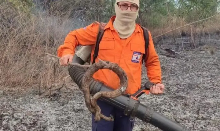 Jiboia morre carbonizada durante incêndio em área de vegetação em Palmas