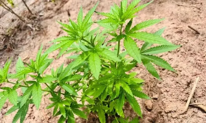 Mãe do Rio e São Francisco do Pará têm mais de 1,7 mil pés de maconha encontrados pela PM