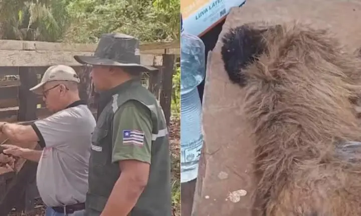 Morte de macacos-prego no MA é investigada por febre amarela e raiva