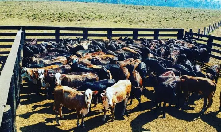 MP denuncia seis PMs por furto de mais de 400 cabeças de gado no Pará