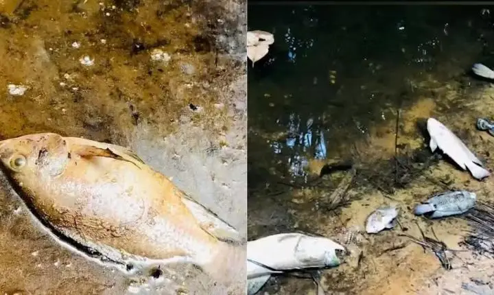 Peixes mortos na zona rural de São Luís geram alarme de contaminação