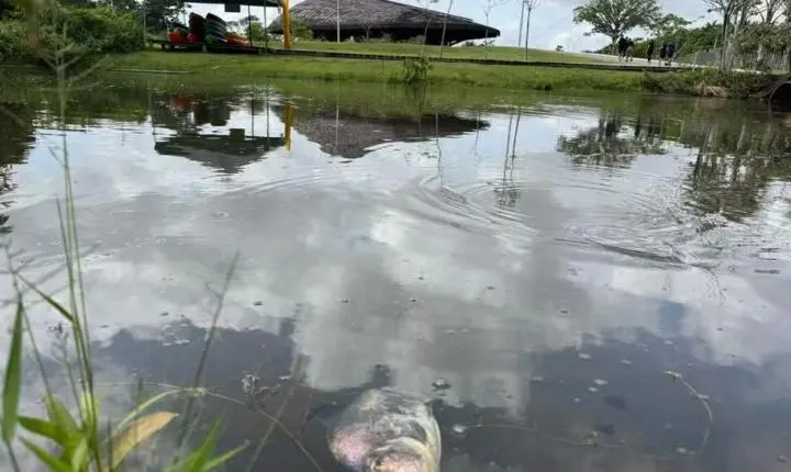 Peixes mortos no Parque do Utinga: calor pode ser a causa