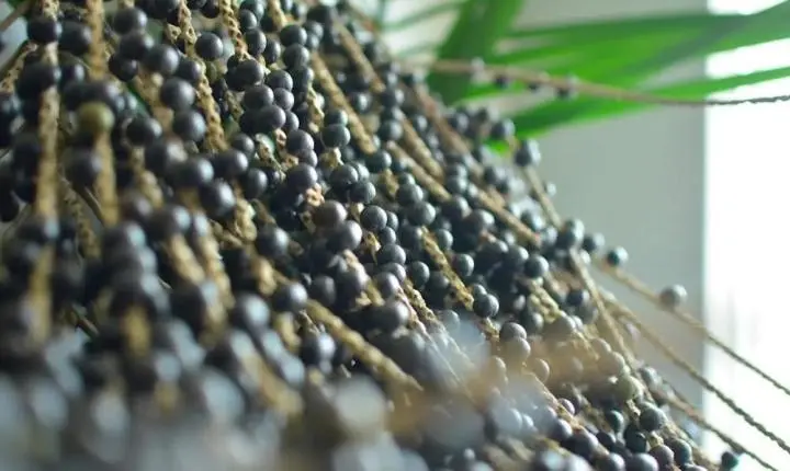 Pesquisa no Pará decodifica genoma do açaí e pode aumentar produção do fruto