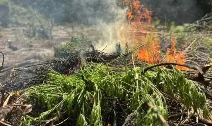 PF destrói 2,9 mil pés de maconha e prende homem em plantação em Concórdia do Pará