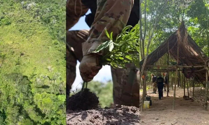 PF destrói plantios de maconha em Nova Esperança do Piriá, Cachoeira do Piriá, Garrafão do Norte e Capitão Poço