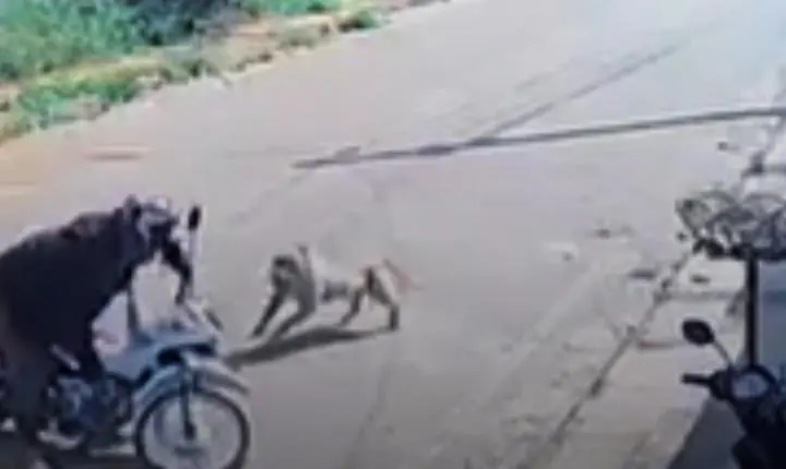 Pitbull ataca mulher e causa pânico em Parauapebas
